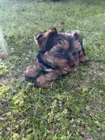 Pink, a female Yorkshire Terrier for sale in Douglasville, GA – Photo 7 of 9