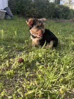 Pink, a female Yorkshire Terrier for sale in Douglasville, GA – Photo 1 of 9