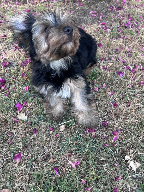 Pink – Yorkshire Terrier puppy for sale in Douglasville, GA