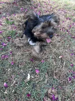 Pink, a female Yorkshire Terrier for sale in Douglasville, GA – Photo 2 of 9