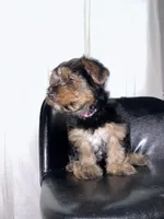 Pink, a female Yorkshire Terrier for sale in Douglasville, GA – Photo 4 of 9