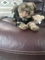 Pink, a female Yorkshire Terrier for sale in Douglasville, GA – Photo 3 of 9