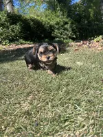 Blue , a male Yorkshire Terrier for sale in Douglasville, GA – 5 of 8