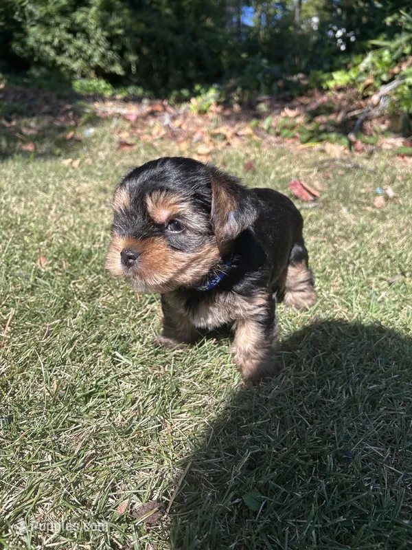 Blue  – Yorkshire Terrier puppy for sale in Douglasville, GA