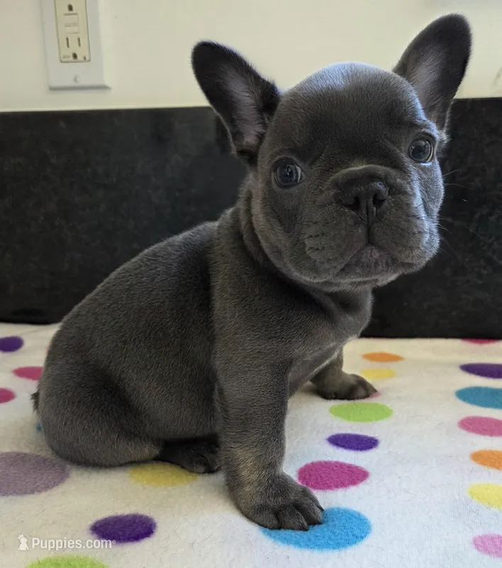 Chance – French Bulldog puppy for sale in West Plains, MO