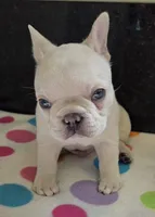 Snow, a male French Bulldog for sale in West Plains, MO – 5 of 10