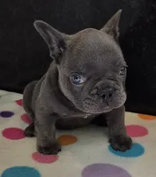 Chance, a male French Bulldog for sale in West Plains, MO – 4 of 10