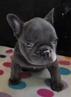 Chance, a male French Bulldog for sale in West Plains, MO – 3 of 10