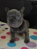 Chance, a male French Bulldog for sale in West Plains, MO – 1 of 10