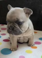 Levi, a male French Bulldog for sale in West Plains, MO – 2 of 9