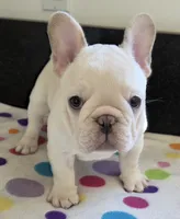 Yogi, a male French Bulldog for sale in West Plains, MO – 2 of 10