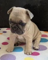 Lily , a female French Bulldog for sale in West Plains, MO – 2 of 9