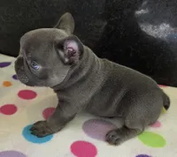Chance, a male French Bulldog for sale in West Plains, MO – 5 of 10