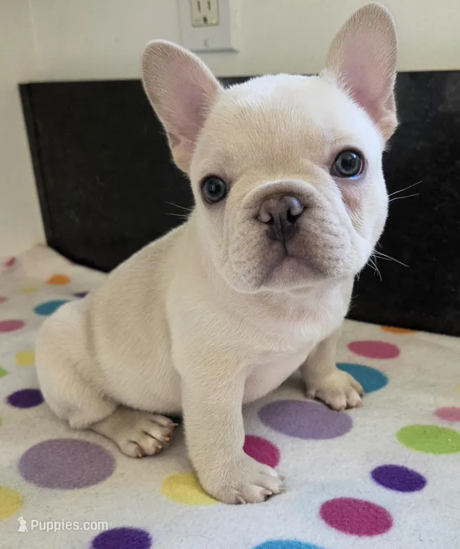 Snow – French Bulldog puppy for sale in West Plains, MO