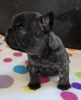 Nash, a male French Bulldog for sale in West Plains, MO – 4 of 10