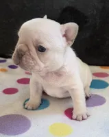 Yogi, a male French Bulldog for sale in West Plains, MO – 3 of 9