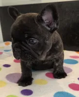 Nash, a male French Bulldog for sale in West Plains, MO – 5 of 10