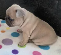 Lily , a female French Bulldog for sale in West Plains, MO – 4 of 9