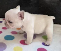 Yogi, a male French Bulldog for sale in West Plains, MO – 4 of 9