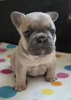 Levi, a male French Bulldog for sale in West Plains, MO – 3 of 9