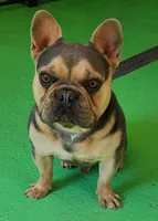 Yogi, a male French Bulldog for sale in West Plains, MO – 7 of 9