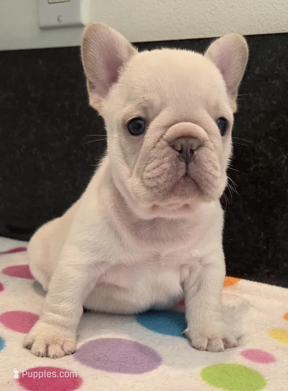 Yogi – French Bulldog puppy for sale in West Plains, MO