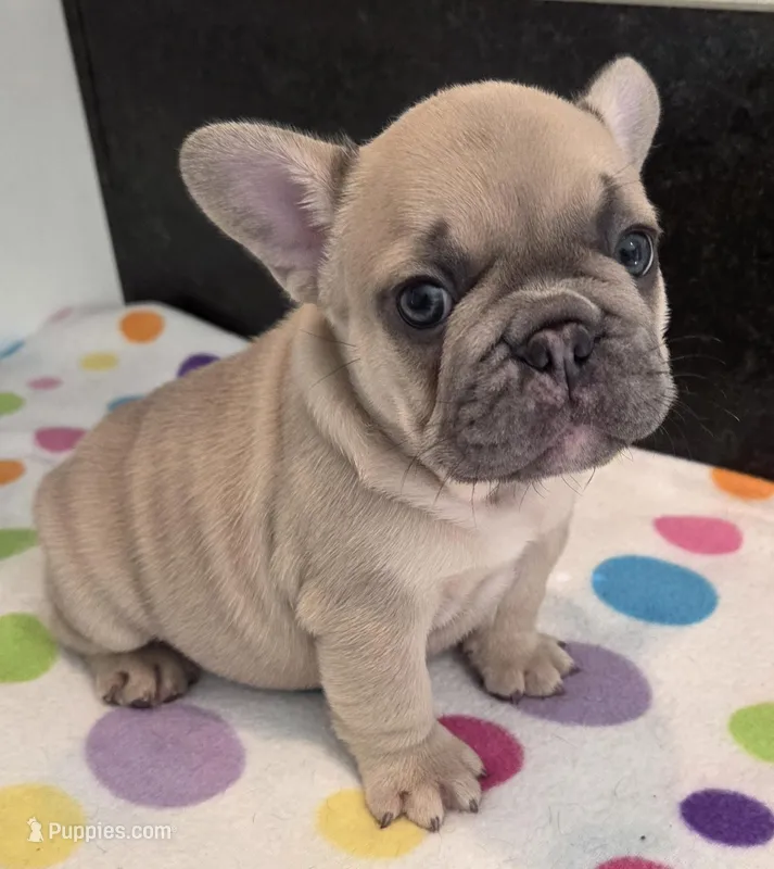 Levi – French Bulldog puppy for sale in West Plains, MO