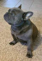 Nash, a male French Bulldog for sale in West Plains, MO – 6 of 10