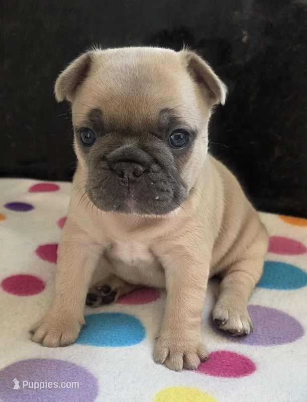 Lily  – French Bulldog puppy for sale in West Plains, MO