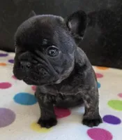 Nash, a male French Bulldog for sale in West Plains, MO – 2 of 10