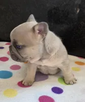 Levi, a male French Bulldog for sale in West Plains, MO – 4 of 9