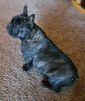 Yogi, a male French Bulldog for sale in West Plains, MO – 7 of 10