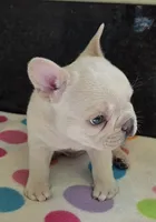 Snow, a male French Bulldog for sale in West Plains, MO – 4 of 10