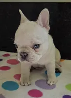 Snow, a male French Bulldog for sale in West Plains, MO – 3 of 10