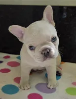 Snow, a male French Bulldog for sale in West Plains, MO – 1 of 10