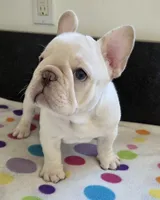 Yogi, a male French Bulldog for sale in West Plains, MO – 3 of 10