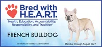 Nash, a male French Bulldog for sale in West Plains, MO – 10 of 10