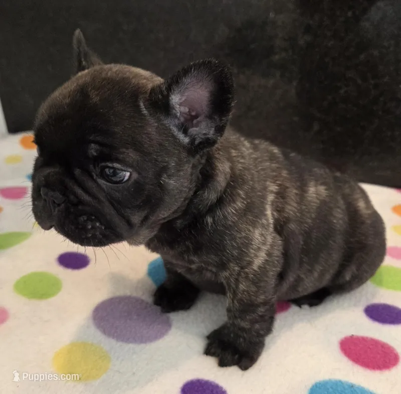 Nash – French Bulldog puppy for sale in West Plains, MO