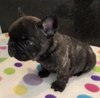 Nash, a male French Bulldog for sale in West Plains, MO – 2 of 10