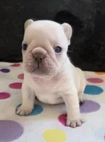 Yogi, a male French Bulldog for sale in West Plains, MO – 2 of 9