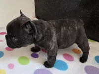 Nash, a male French Bulldog for sale in West Plains, MO – 3 of 10