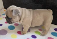 Lily , a female French Bulldog for sale in West Plains, MO – 3 of 9