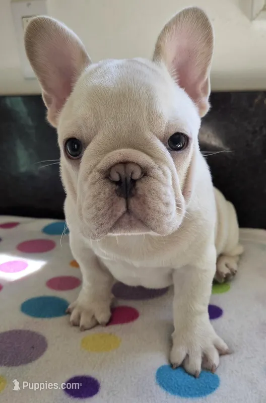 Yogi – French Bulldog puppy for sale in West Plains, MO