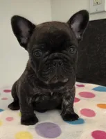 Nash, a male French Bulldog for sale in West Plains, MO – 4 of 10