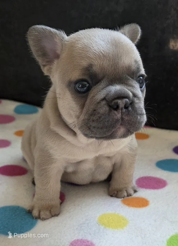Levi – French Bulldog puppy for sale in West Plains, MO