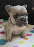 Levi, a male French Bulldog for sale in West Plains, MO – 1 of 9