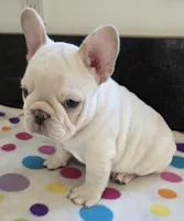 Yogi, a male French Bulldog for sale in West Plains, MO – 4 of 10