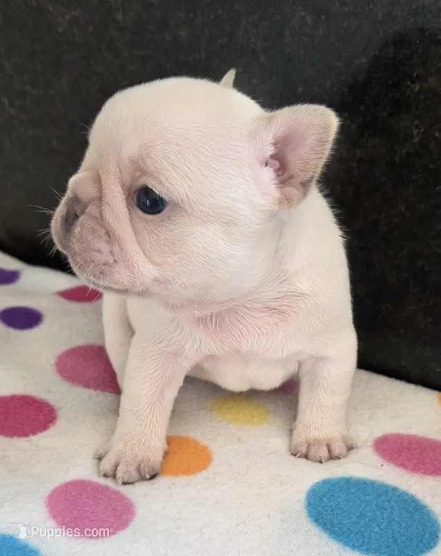 Yogi – French Bulldog puppy for sale in West Plains, MO