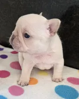 Yogi, a male French Bulldog for sale in West Plains, MO – 1 of 9