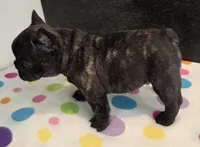 Nash, a male French Bulldog for sale in West Plains, MO – 3 of 10